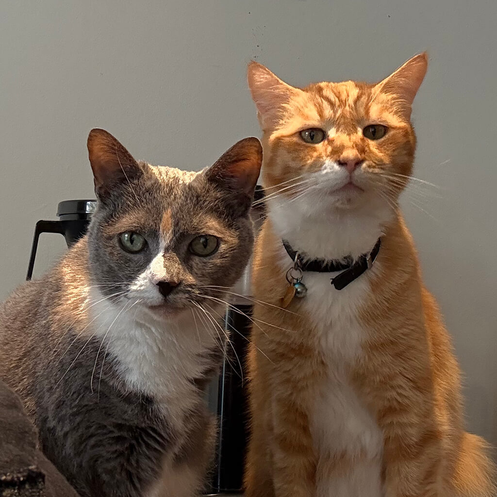 Two cats sit next to each other. One on left is calico and the other is an orange tabby.