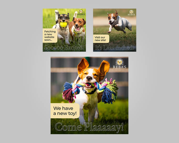 Social media campaign for the website launch